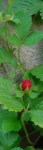 wild strawberry